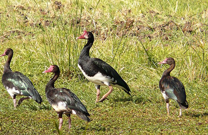 Самый опасный гусь на планете. Его яд убивает человека Животные, Природа, Вокруг света, Биология, В мире животных, Птицы, Фотография, Длиннопост