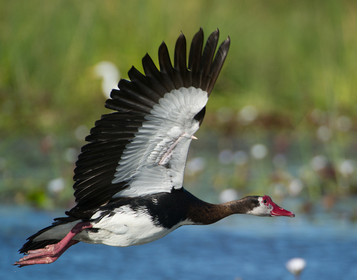 Самый опасный гусь на планете. Его яд убивает человека Животные, Природа, Вокруг света, Биология, В мире животных, Птицы, Фотография, Длиннопост