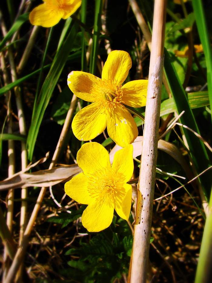     ,       -   ( , ,  ,    )...