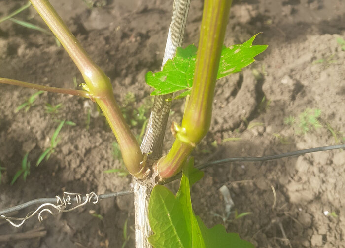 Двойник оставить надо только один. Фото автора