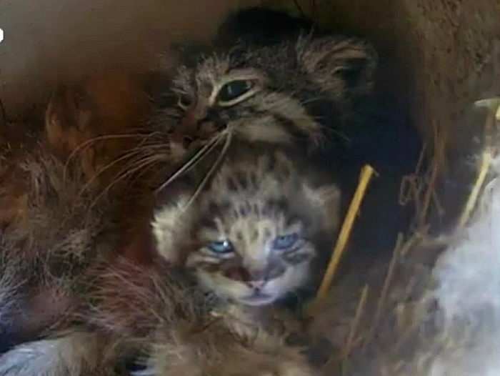 ����� ���������, � ��� ����� ))