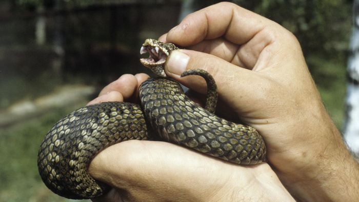 Ну чего ты такая хмурая? Мы же тебя фотографируем! Скажи "Сы-ы-ыр"!