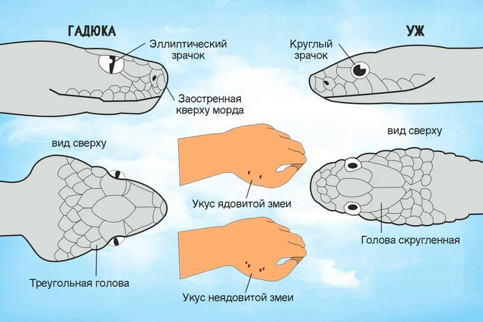 Основные различия гадюки и ужей. Ни тех, ни других трогать настоятельно не советуем!
