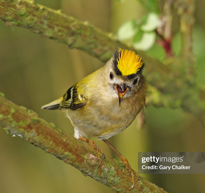 Из-за малого размера и высокой скорости обмена веществ вынужден постоянно находиться в поиске корма, даже во время брачного пения или строительства гнезда. Всего за 12 минут голодания может сбросить до трети своего веса, а за час умереть с голоду