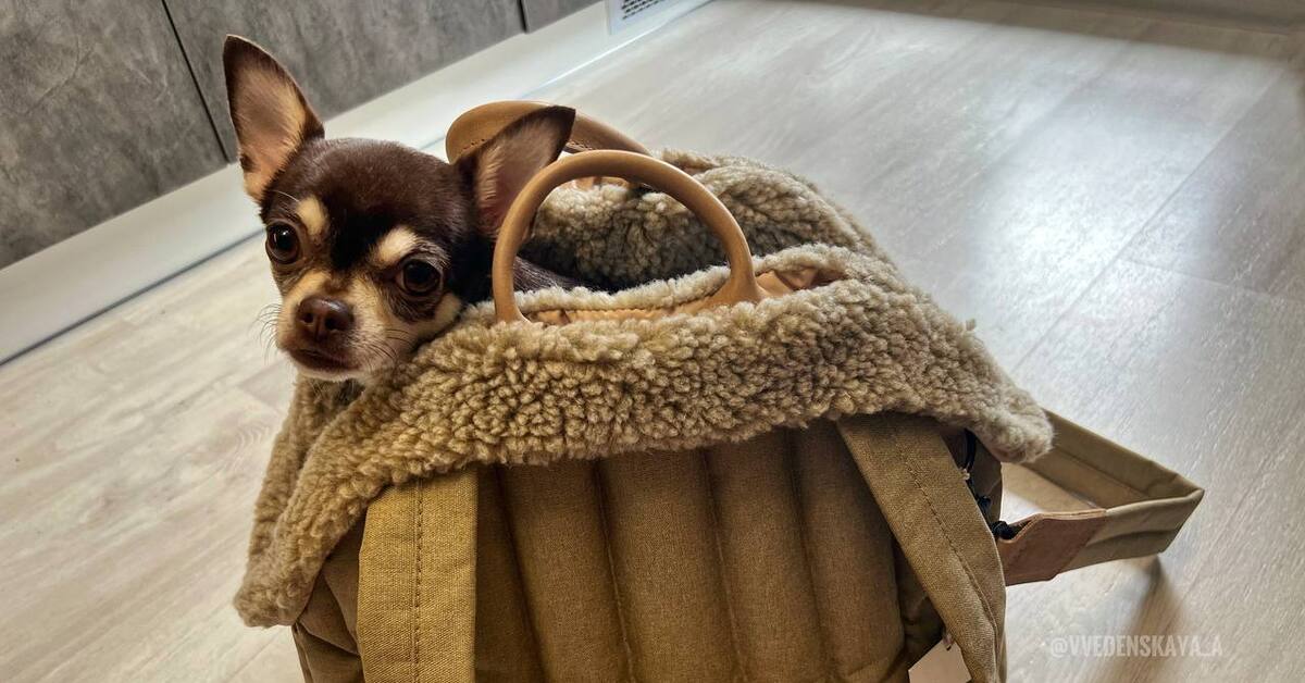 Не пнешь – не полетит! | Пикабу