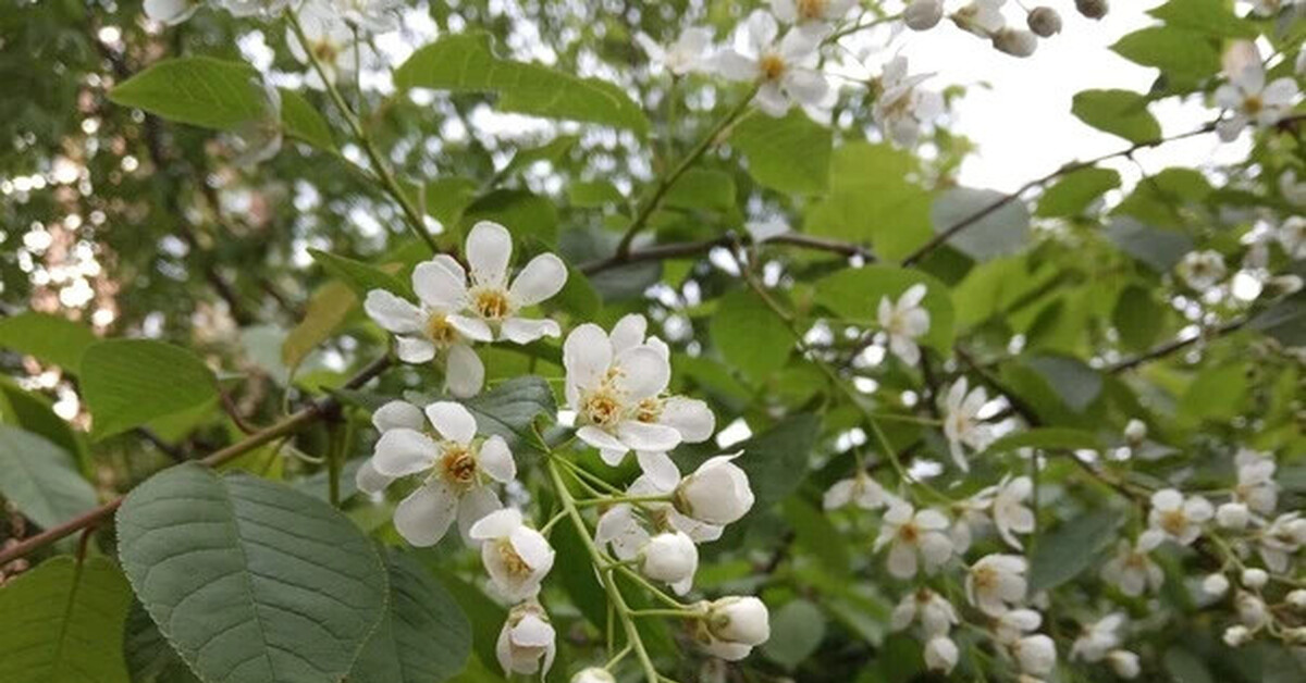 "Черемуховые холода" | Пикабу