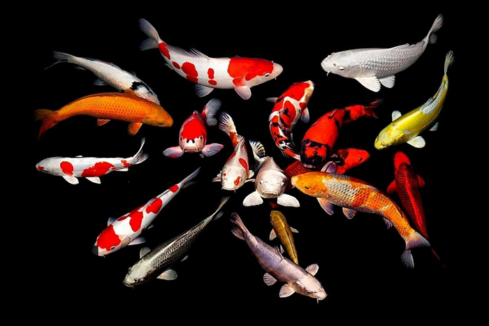 А какого покемона выберешь ты?