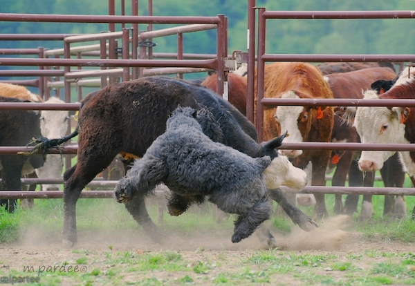 Выпускайте бычка!