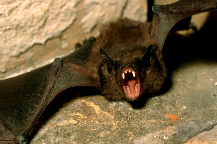 Поздний кожан осуждающе смотрит на нас за блуд и разврат.