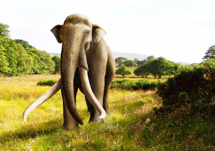 Несмотря на то, что южный мамонт был одним из первых, он уже был одним из крупнейших мамонтов за всю историю!