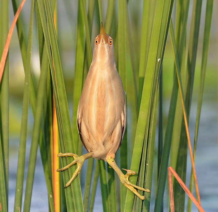 Знаменитая птица которую боятся опытные охотники Биология, Животные, Вокруг света, Природа, В мире животных, Птицы, Хищные птицы, Фотография, Гифка, Длиннопост, Выпь