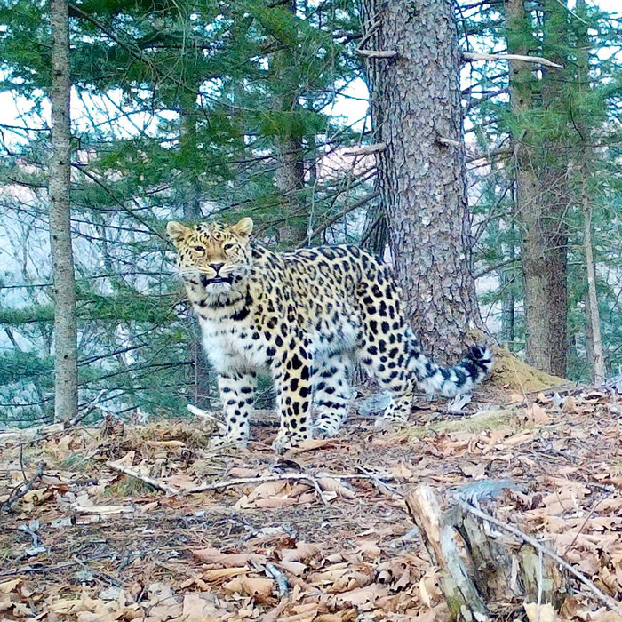 От улыбки хмурый день светлей