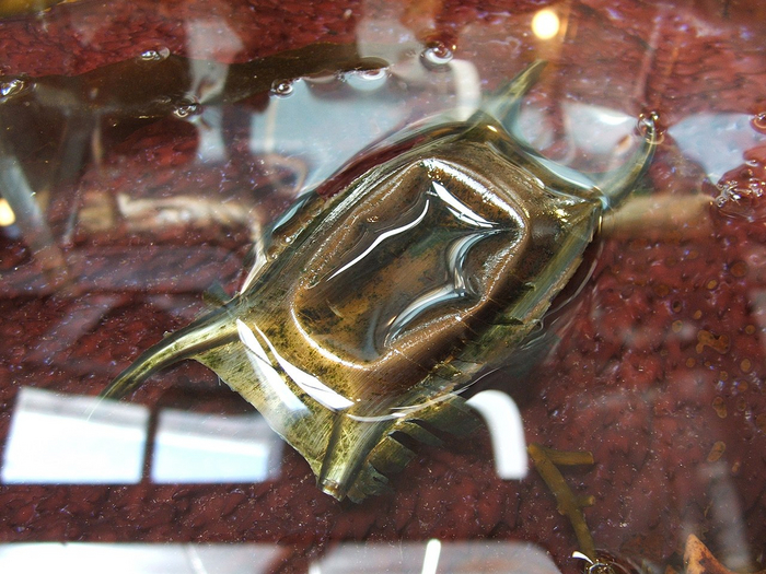 ��� ��� ��� �������� ������ �������, ���� �������� ��� ���� ��� ������...