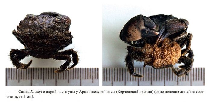 Из статьи "Обнаружение грязевого краба DYSPANOPEUS SAYI (S.I. SMITH, 1869) (BRACHYURA: XANTHOIDEA: PANOPEIDAE) в Азовском море" в «Российском журнале биологических инвазий».