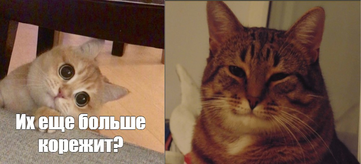 Как называется мем с котом. Как называется мем с котом