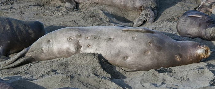 Шрамы оставшиеся после укусов