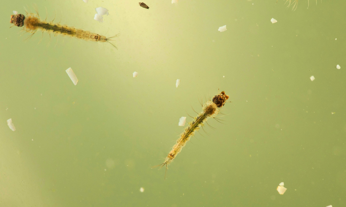 Личинки комаров путешествуют по планете в запасах пресной воды.