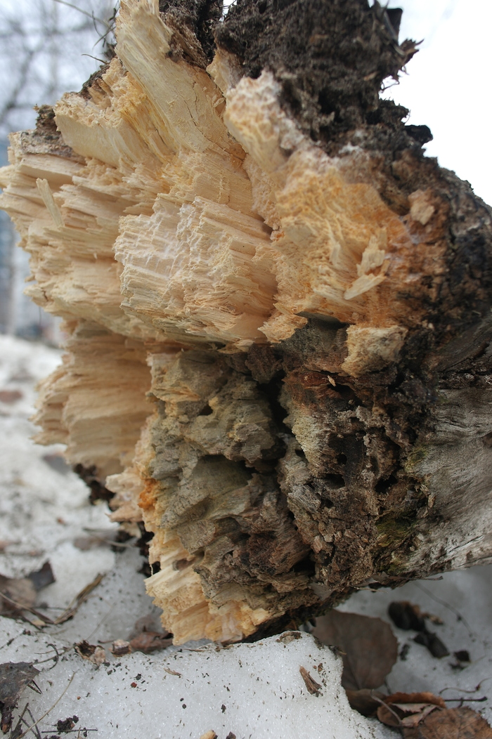 Panasonic g1+Industar50