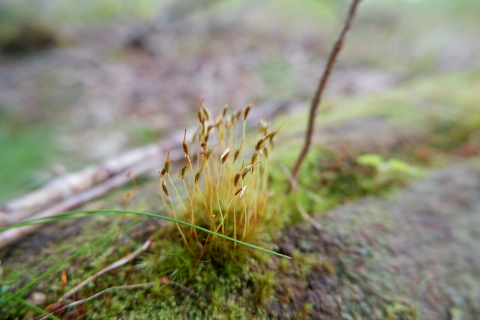 Красота Карелии