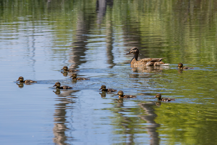   Canon EOS 90D,  Canon EF 70-300mm, f/8, 300 , 1/3200, ISO 1000.  : 11.05.2024 .