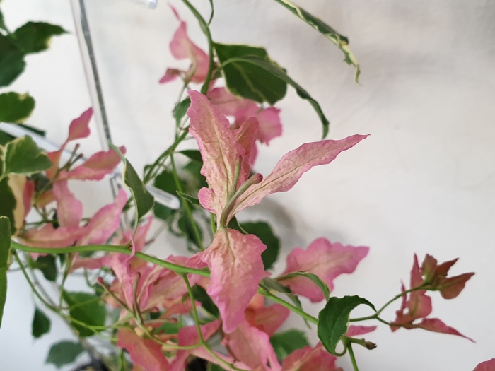 purple butterfly     purple,   