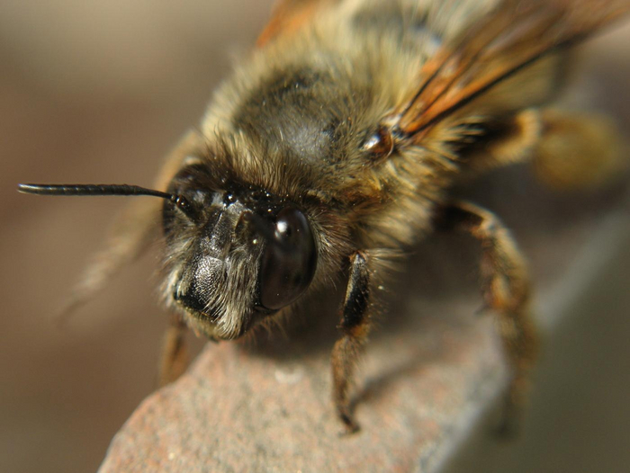 Такую роскошную шубку можно заработать только очень упорным трудом!