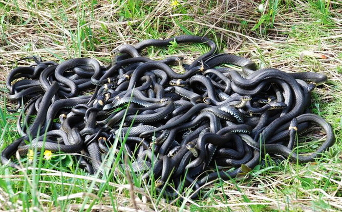 Ну вот, опять макароны слиплись! Говорила мне мама: добавляй в воду масло!