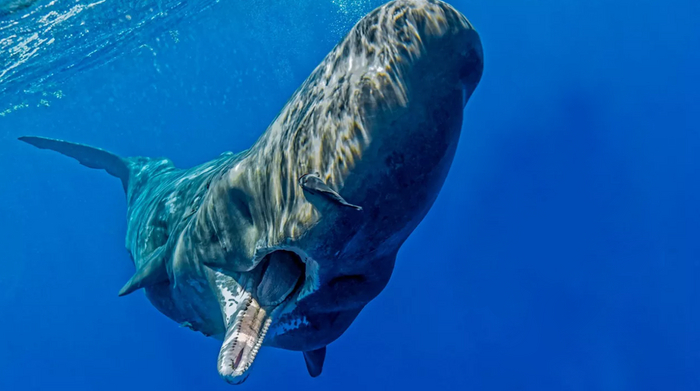 ����� ��������, ��� ������ ������� �����������?