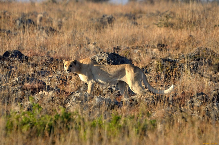 ��������, �� �������� �� ������� ��������. ��������� � ��������� �����.