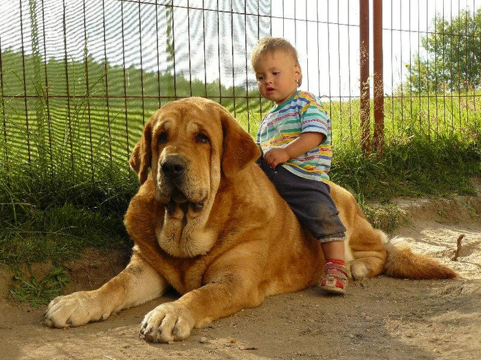 Я пастушья, а не ездовая собака! Слезай!