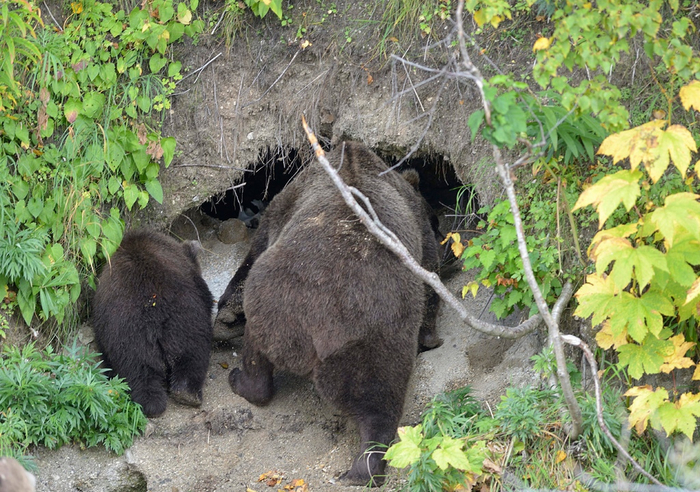 Когда проснулся, увидел цены на продукты и понял, что поспать можно ещё полгодика.