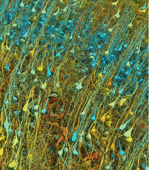 ������������ ������� �������� � ������������ � �������� (����� ������� � �������, ����� ������ � �����). �� ������� ���������� �� 15 �� 30 �����������