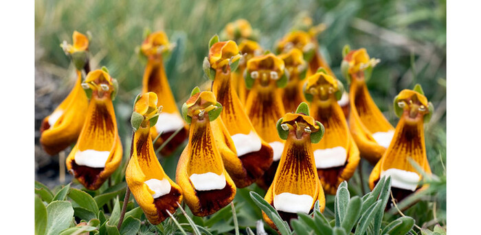 Хаттифнатты