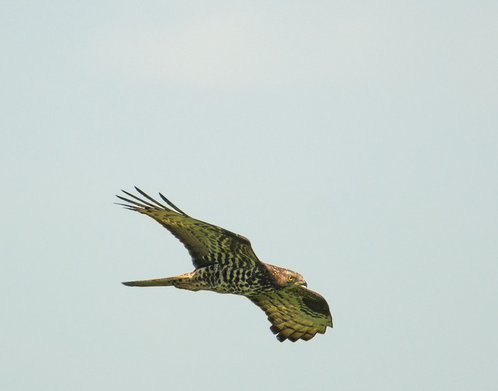 �������, ���.