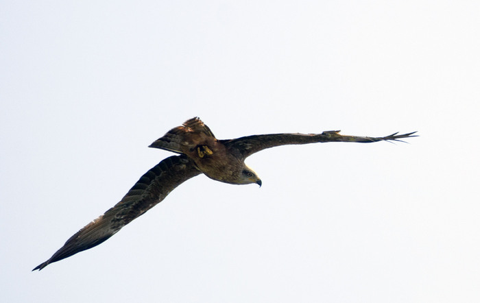 �������, ���.