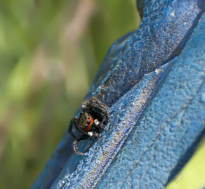 �������, ���.