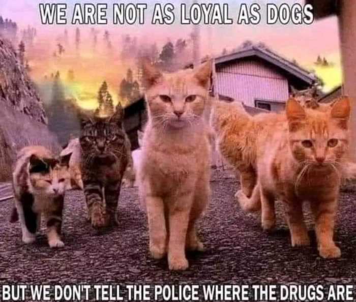 As loyal as dogs  ,  ,  