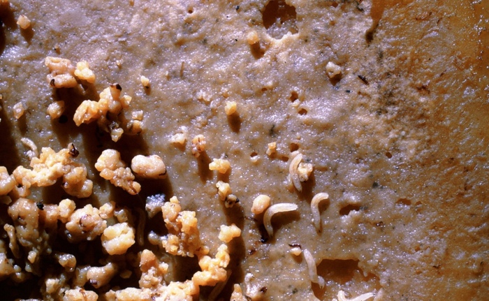 Самый агрессивный сыр Cat_cat, История (наука), Текст, Италия, Сыр, Еда, Длиннопост, Личинка