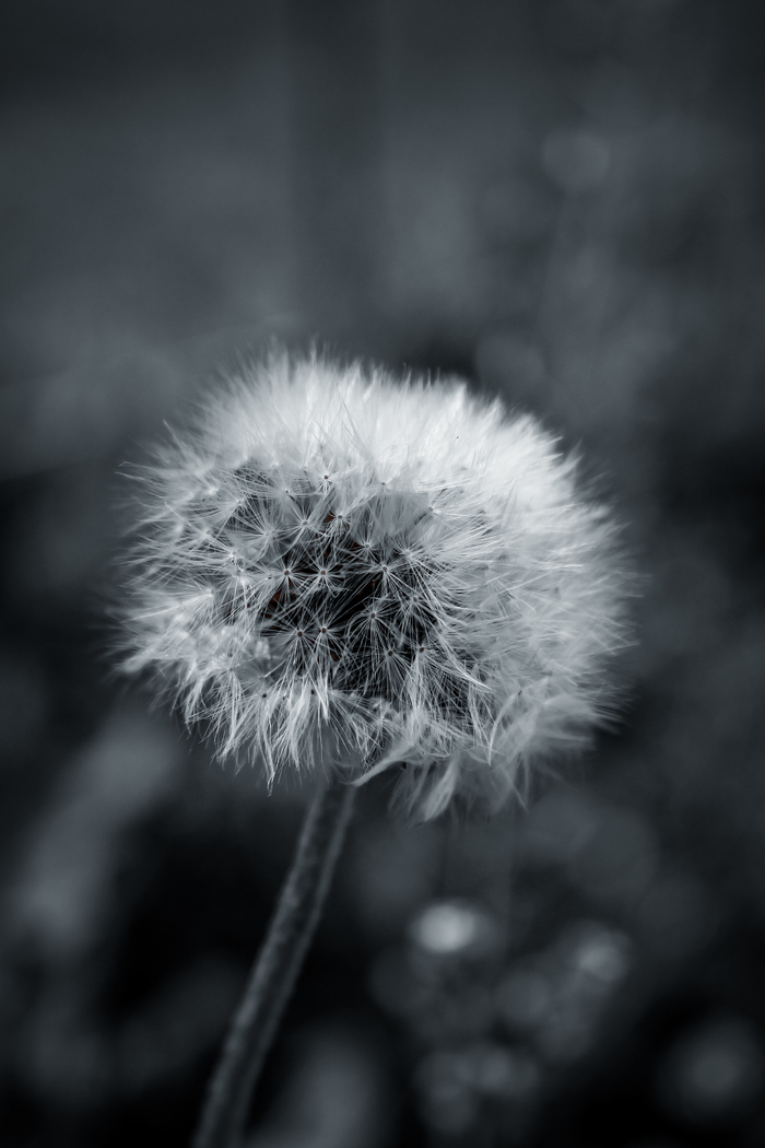 Милый одуванчик