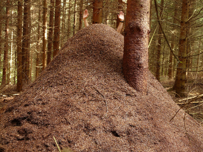 Муравей-сити приглашает на экскурсию туристов! Посетите самую высокую смотровую вышку в нашем лесу!
