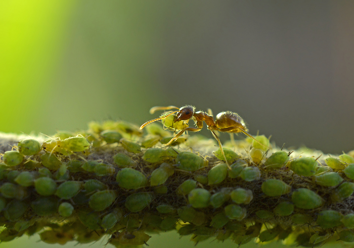 Муравей и его коровки.