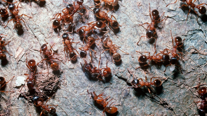 Красные муравьи-мирмики – наверное, самые понятные и классические муравьи. Но кусаются больнее всех!