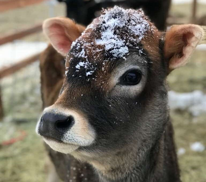 Ваша булочка с сахарной посыпкой готова.
