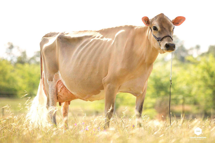 Эта корова не худая, так животное готовят к выставкам.