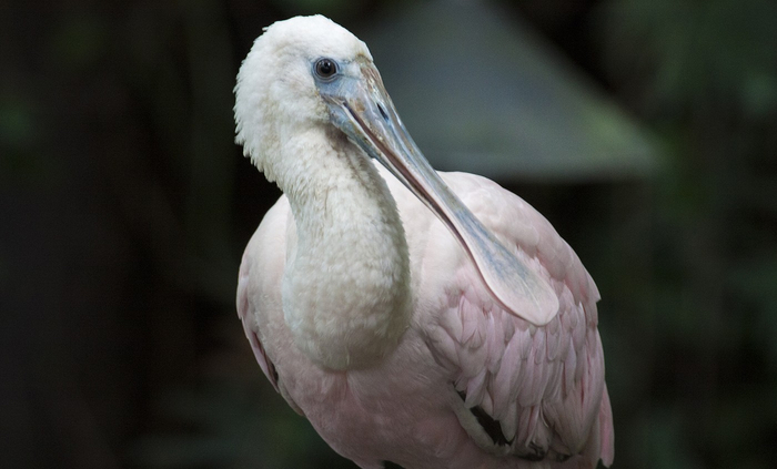 Ого, вы неважно выглядите. Срочно пропейте ударную дозу красного!
