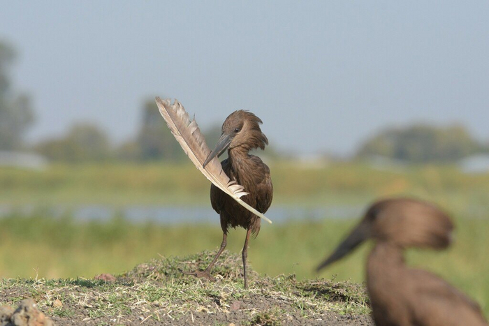 О, а это вместо обоев будет!