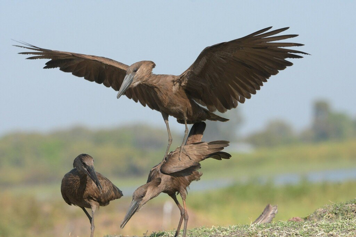 Никаких пошлостей! Просто прораб ругает строителей.
