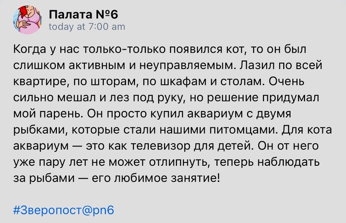 Кототелевизор