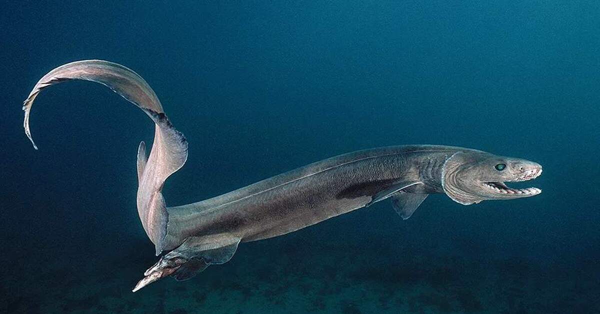 Рыба с длинной мордой