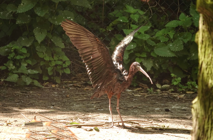 В голландском зоопарке Avifauna. Май 2024